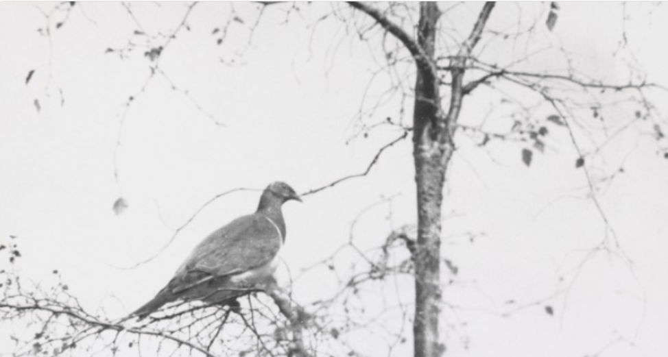 pigeon on a tree
