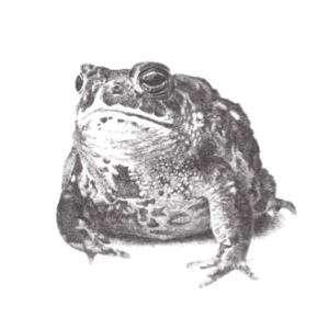 toad