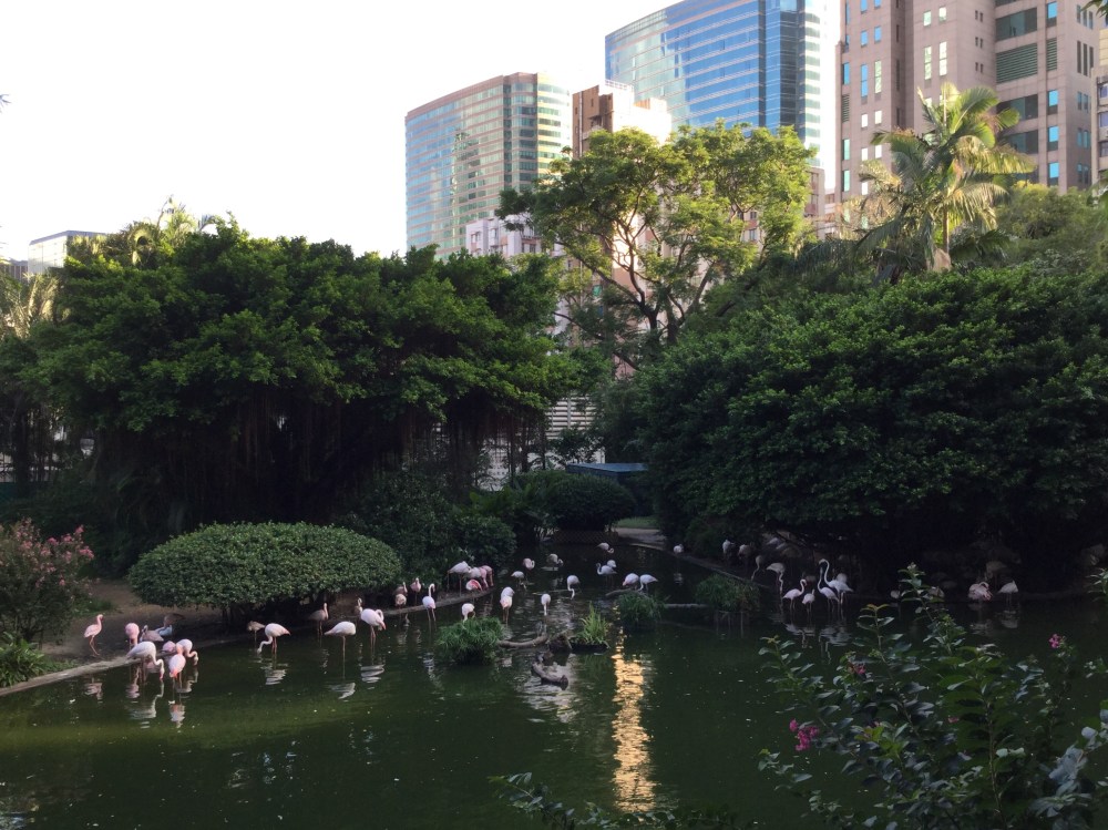 Kowloon Park Flamingos.jpeg